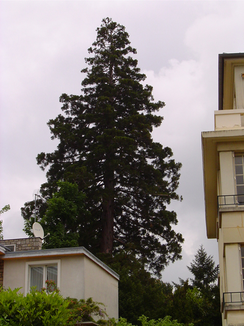 Séquoia géant à Vaucresson