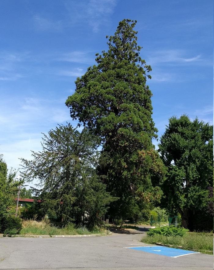 Séquoia géant à Vaujours