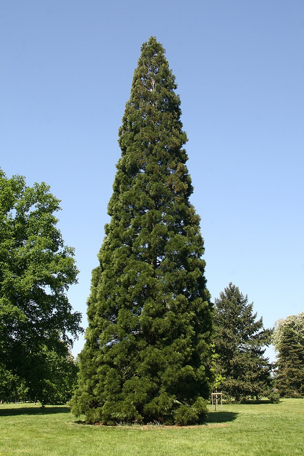 Séquoia géant de 4m de circonférence