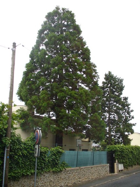 Séquoia géant à Palaiseau