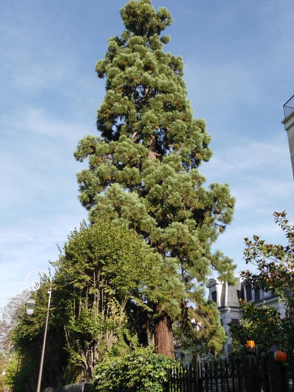 Séquoia géant à Vincennes