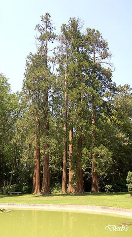 séquoias géants
