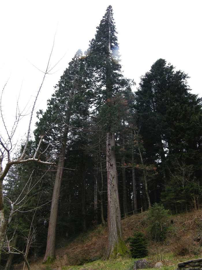 Séquoia géant à Alzon