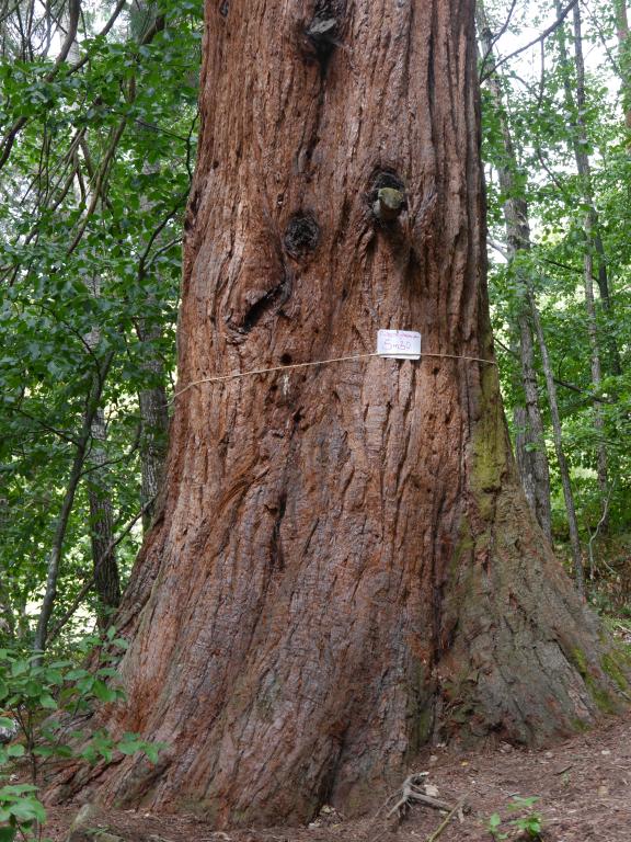 Séquoia géant à Baradoux