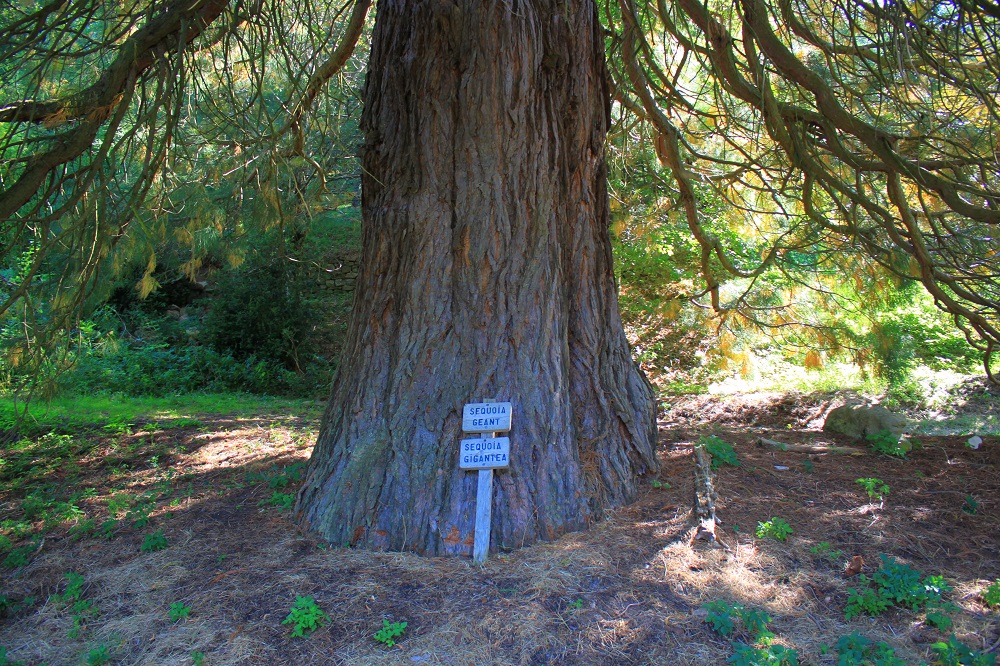 Séquoia géant à Bassurels