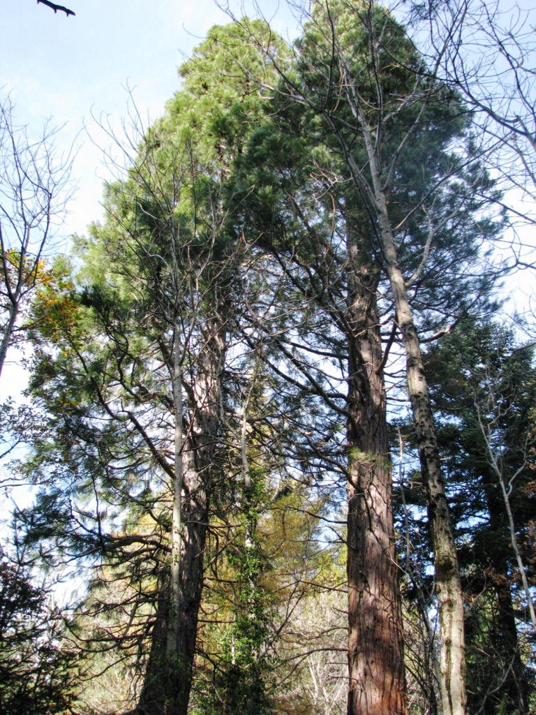 Séquoias géants à Bréau et Salagosse