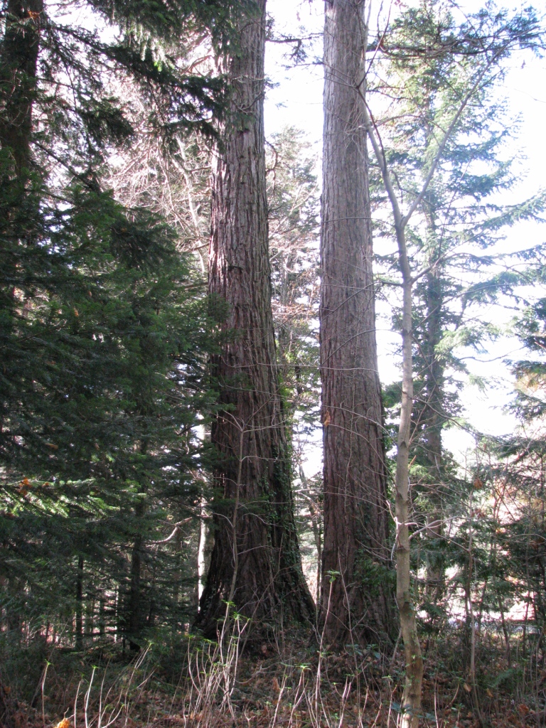 Séquoias géants à Bréau et Salagosse