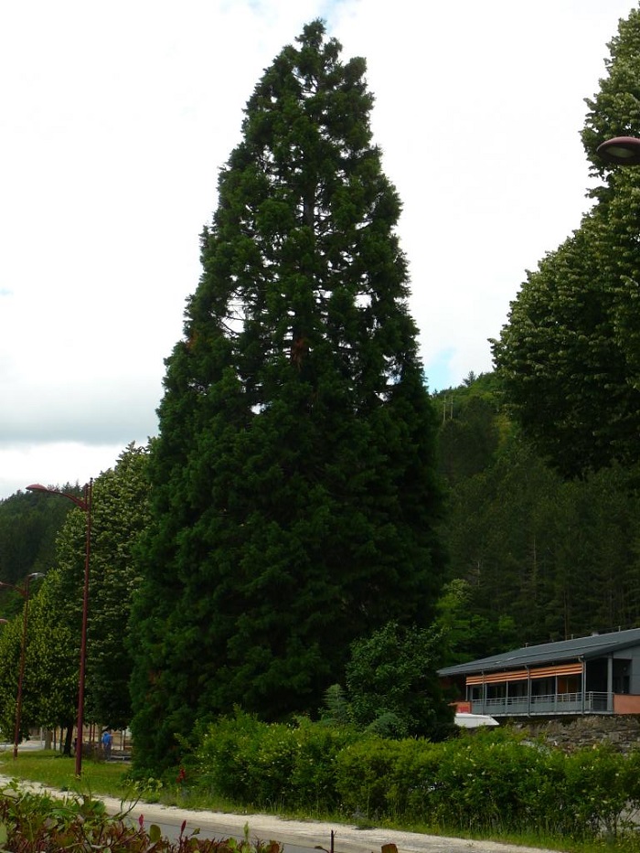 Séquoia géant à Florac