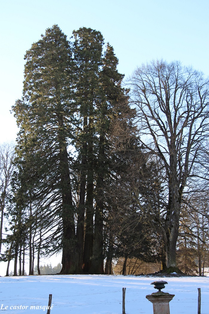 Séquoias géants à Langogne