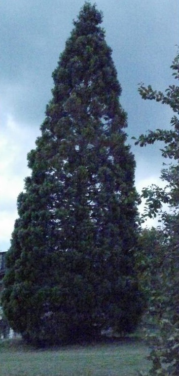 Séquoia géant à Marjevols