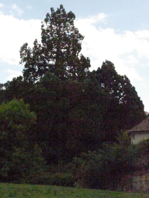 Séquoia géant à Marjevols
