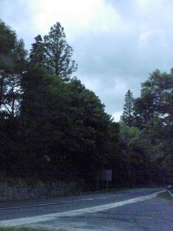 Séquoias géants à Marjevols