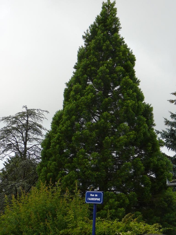 Séquoia géant à Mende