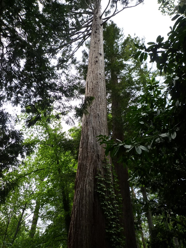 Séquoia géant à Molitg les Bains