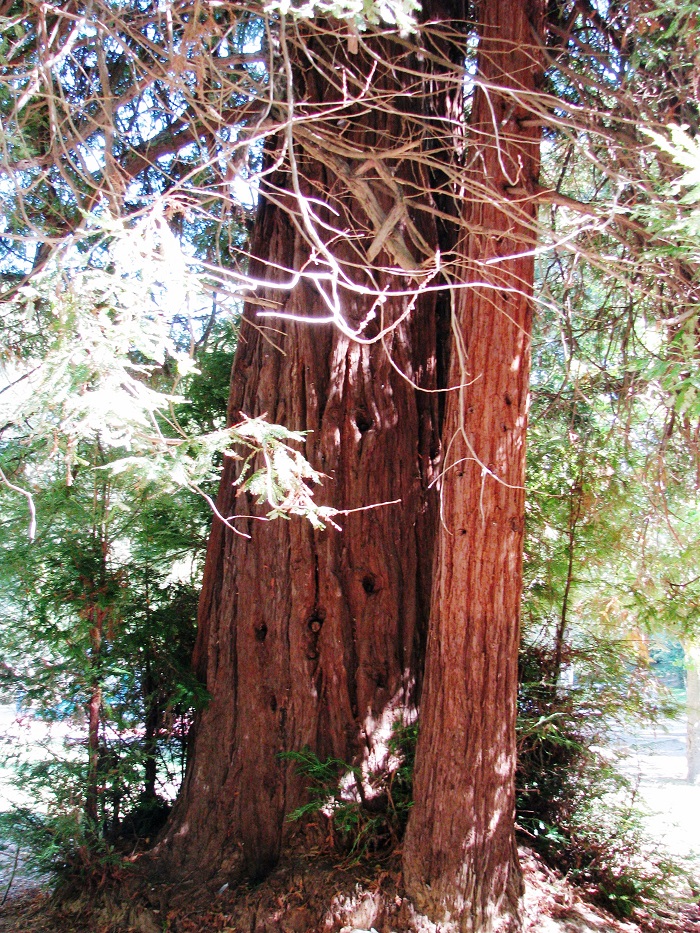 Séquoia sempervirens à Montpellier