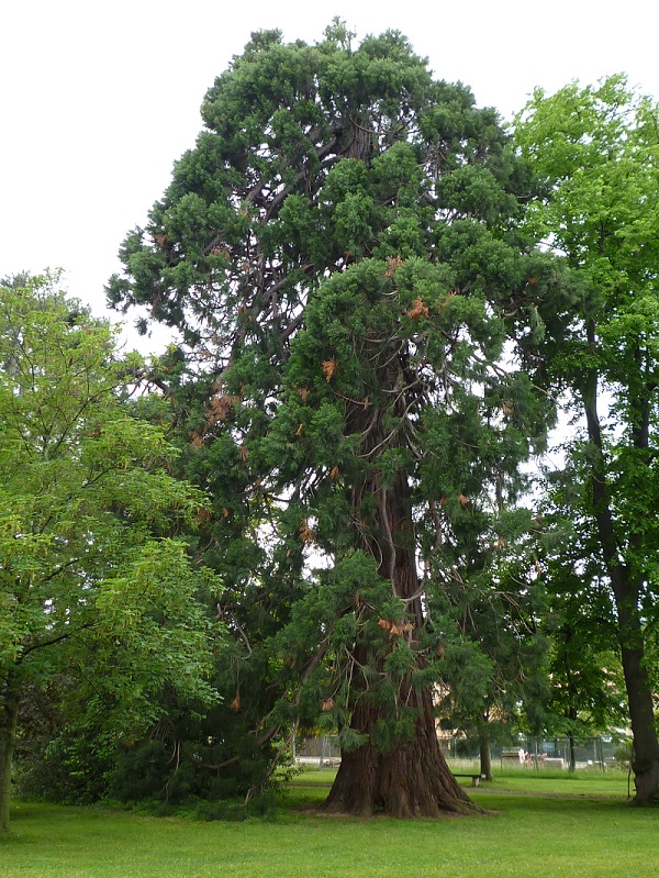 Séquoia géant à Prades