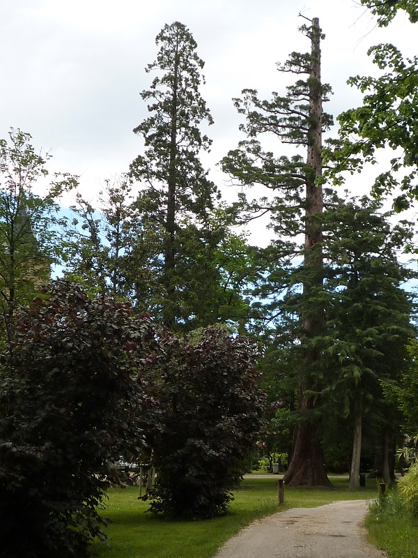 Séquoias géants à Prades