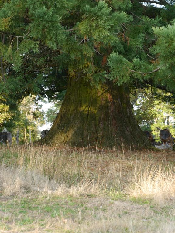 Séquoia géant à Ribennes