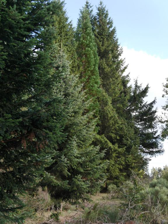Séquoias géants à Ribennes