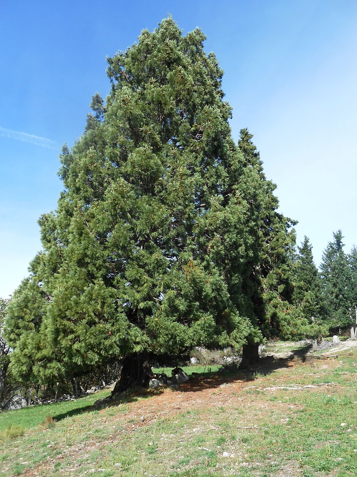 Séquoia géant à St Laurent de Muret