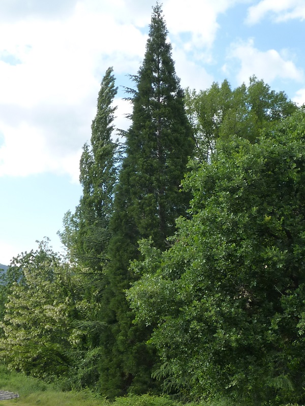Séquoia géant à Vernet les Bains
