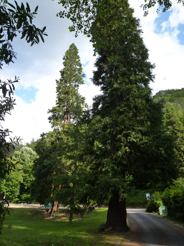 Séquoias géants à Vernet les Bains