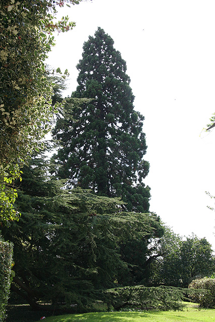 Séquoia géant aux Thilliers-en-Vexin ©Stéphane Sudré