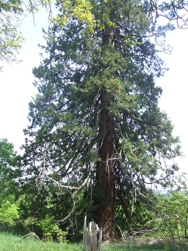 Séquoia géant à Aubusson