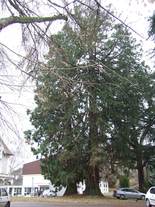 Séquoias géants à Aubusson
