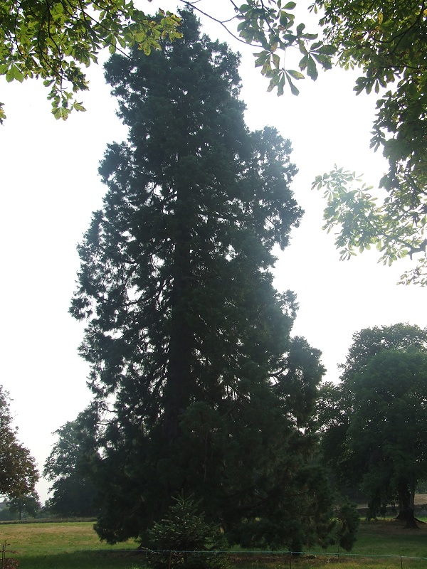 Séquoia géant à Auzances