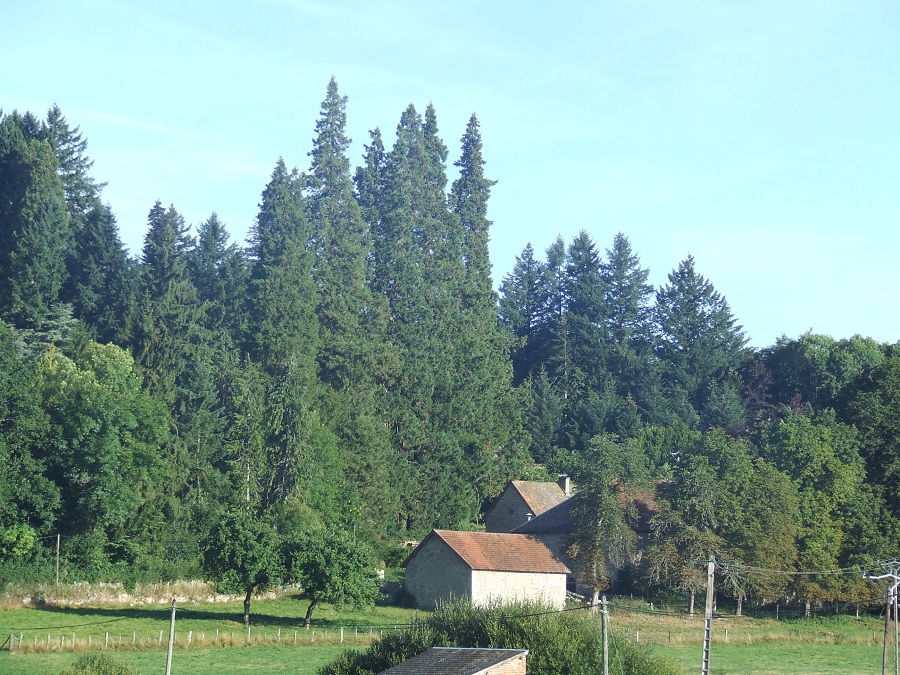 Séquoias géants à Basville