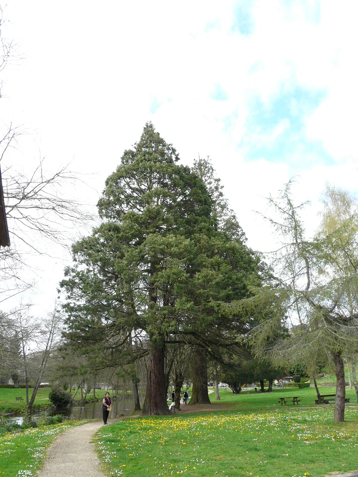 Séquoias géants à Bellac