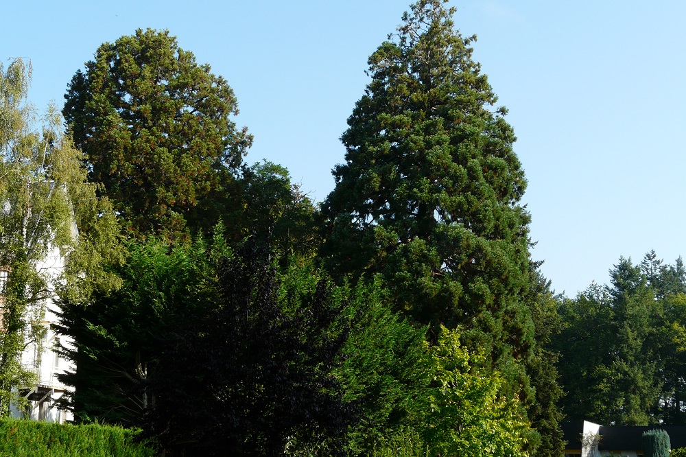 Séquoias géants à Budelière