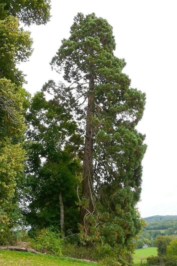 Séquoia géant à Crocq