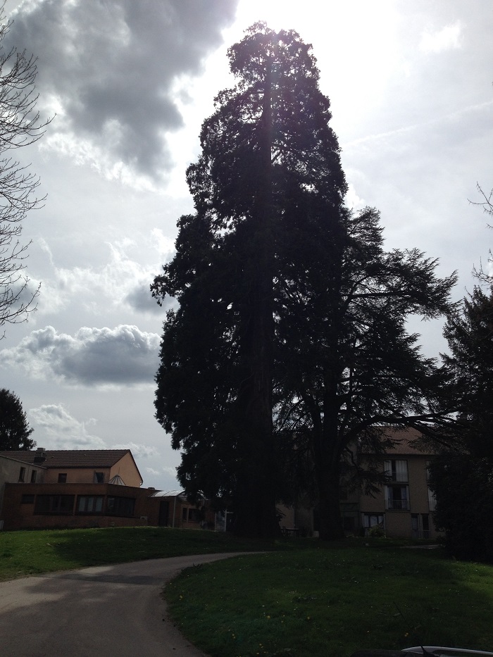 Séquoias géants à Cussac