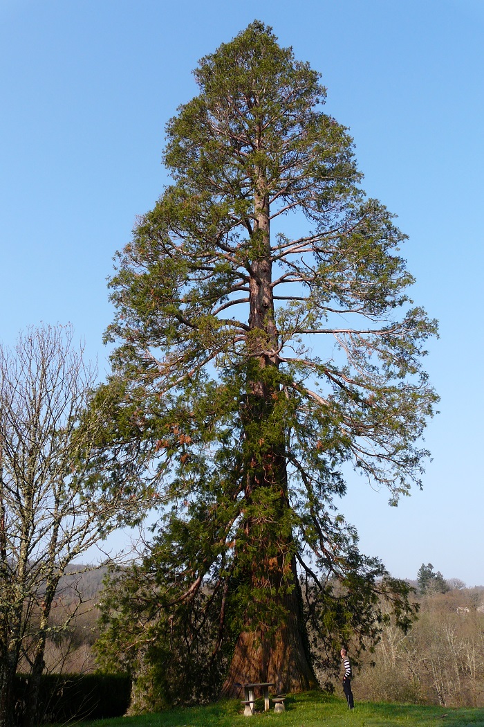 Séquoia géant à Eymoutiers