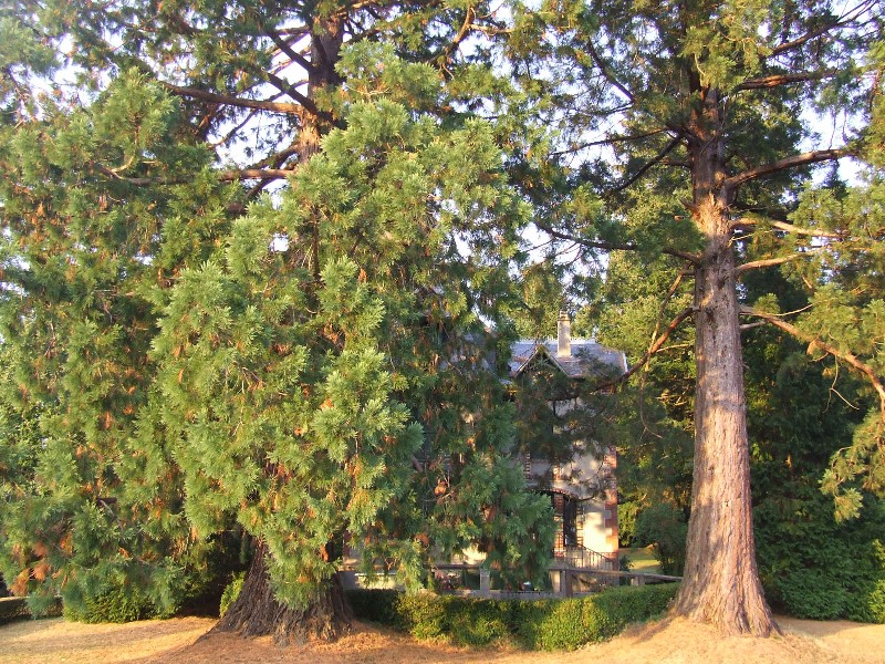 Séquoias géants à Felletin
