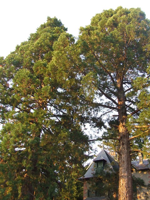Séquoias géants à Felletin route de Crocq