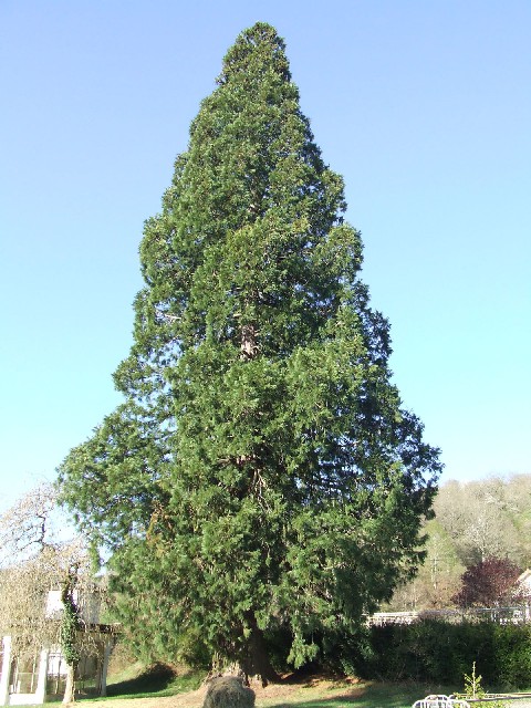 Séquoia géant à Felletin route de Tulle
