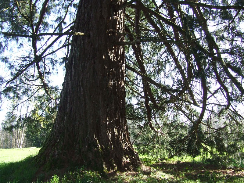 Séquoia géant à Gentioux Pigerolles
