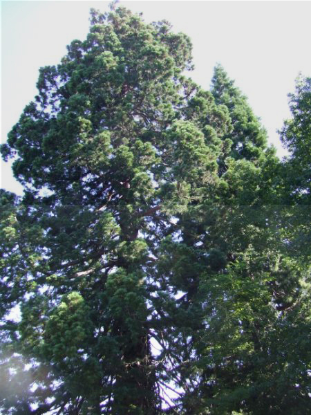 sequoiadendron giganteum, Les Mars