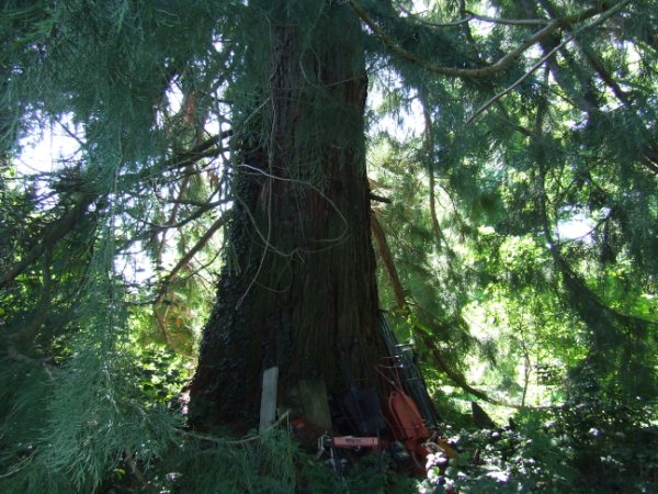 Base d'un des deux séquoias