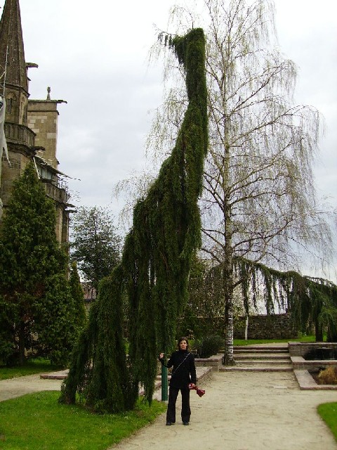 Séquoia pleureur à Limoges