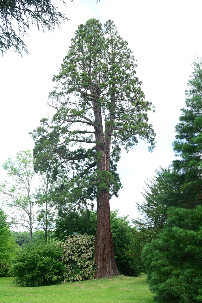 Séquoia géant à Limoges