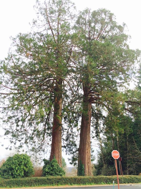 Séquoias géants à Maussac