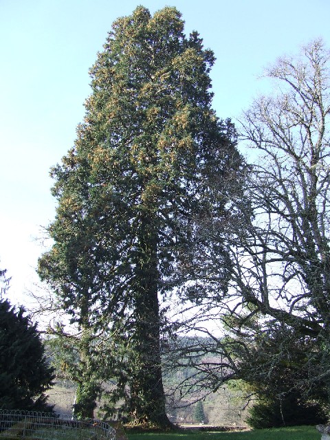 Séquoia géant à Mérinchal