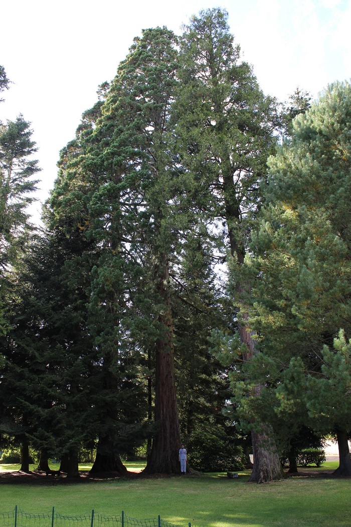 Séquoias géants à Nedde