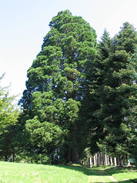 Séquoia géant à Neuvic d'Ussel