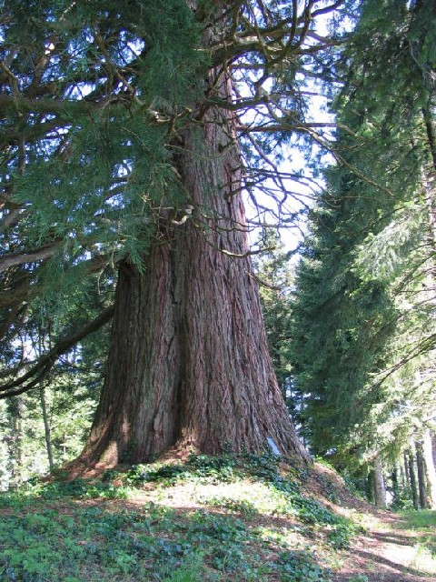 Séquoia géant à l'arboretum du Château de Neuvic d'Ussel