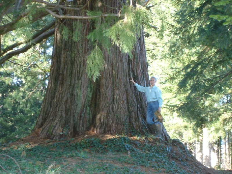 Séquoia géant de 10m30 de circonférence 